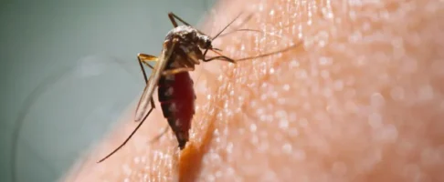Malaria