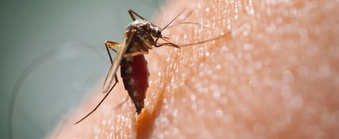Malaria
