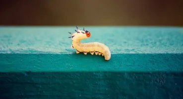 Natürliche Heilmittel gegen Parasiten