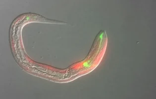 parasitare