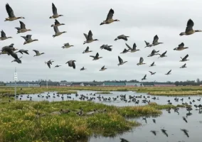 Zugvögel in einem deutschen Feuchtgebiet nahe einer Geflügelfarm mit Vogelgrippe-Warnung